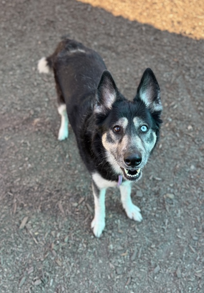 Shelter Stray Female Dog last seen Near Buford Hwy NE, 30329, GA, 3280 Chamblee Dunwoody Rd, Chamblee, GA 30341, USA