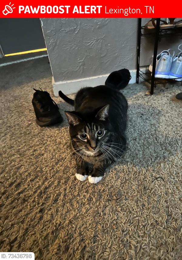Lost Male Cat last seen Near Smith Ave Lot 2 Lexington, TN, Lexington, TN 38351