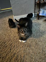 Lost Male Cat last seen Near Smith Ave Lot 2 Lexington, TN, Lexington, TN 38351