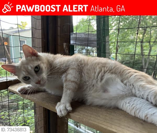 Lost Male Cat last seen Monroe Drivr, Atlanta, GA 30324