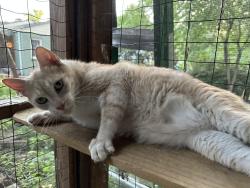 Lost Male Cat last seen Monroe Drivr, Atlanta, GA 30324