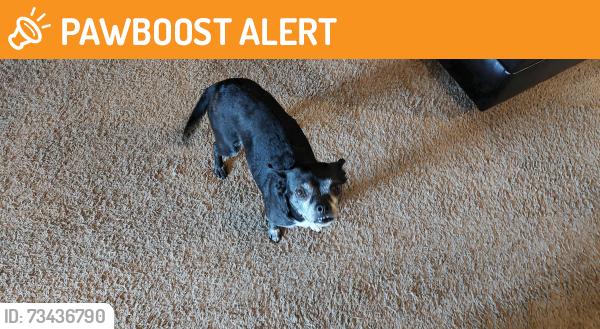 Found/Stray Female Dog last seen Michelin Starr Manufacturing, Anderson County, SC 29626