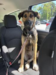 Found/Stray Female Dog last seen Oakdale Rd on overpass of Jamestown parkway, Jamestown, NC 27282