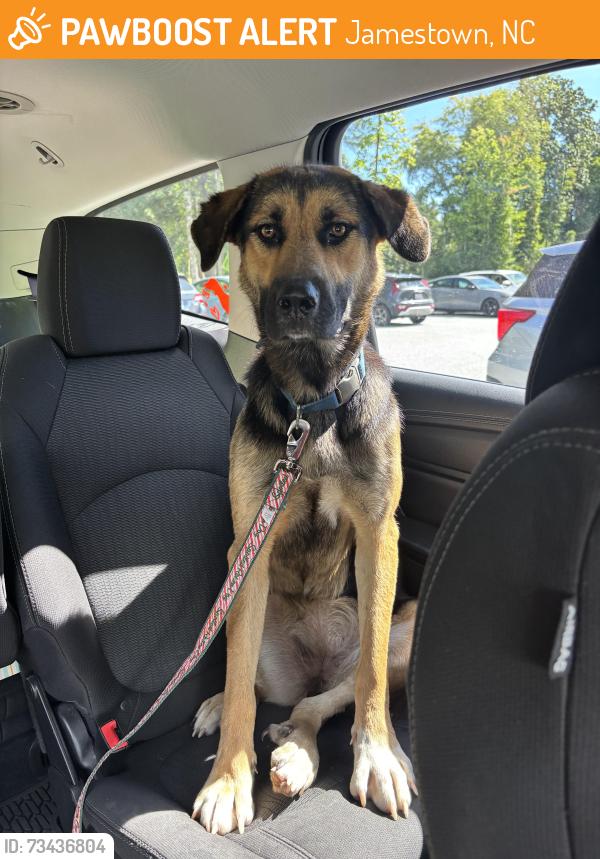 Found/Stray Female Dog last seen Oakdale Rd on overpass of Jamestown parkway, Jamestown, NC 27282