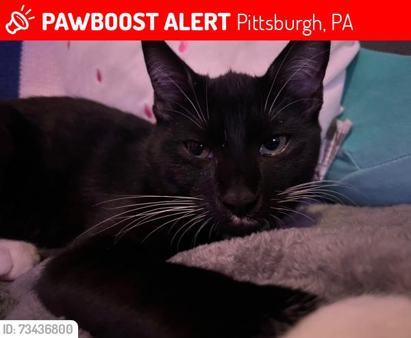 Lost Male Cat last seen Near Lelia st, Pittsburgh, PA 15211