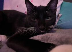 Lost Male Cat last seen Near Lelia st, Pittsburgh, PA 15211