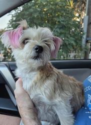 Found/Stray Male Dog last seen Ridge road, Port Richey, FL 34668