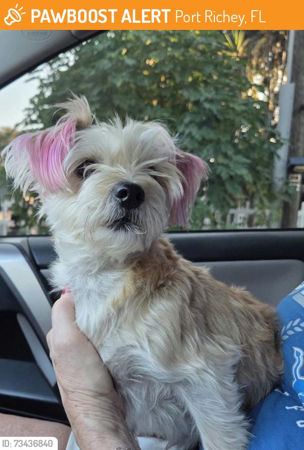 Found/Stray Male Dog last seen Ridge road, Port Richey, FL 34668