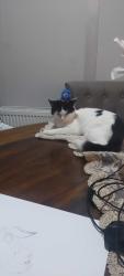 Reunited Female Cat last seen Wembley, UK, Wembley, England 