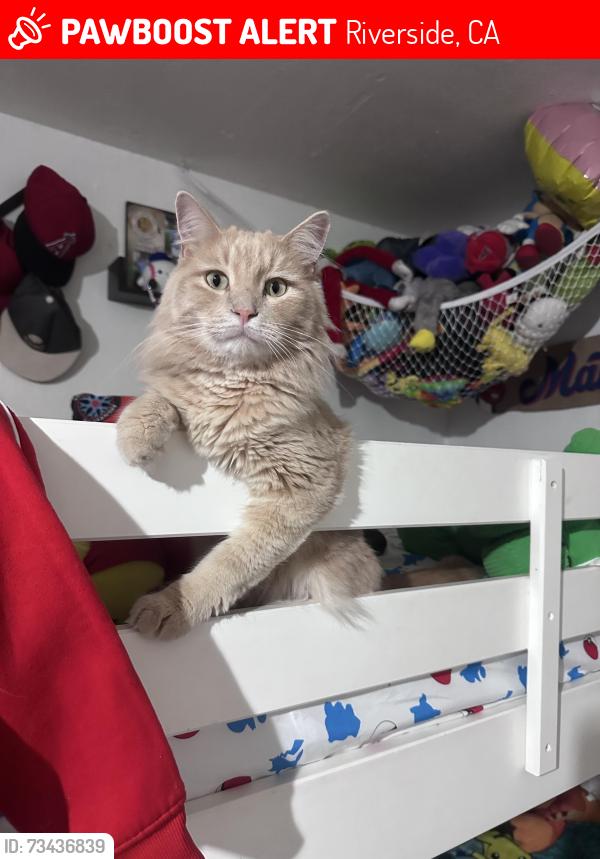 Lost Male Cat last seen Arlington, Riverside, CA 92505