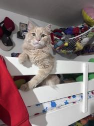 Lost Male Cat last seen Arlington, Riverside, CA 92505