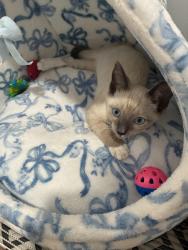 Reunited Male Cat last seen By the 3805 hse, Los Angeles, CA 90008