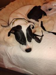 Lost Female Dog last seen Pennsylvania, Oklahoma City, OK 73134