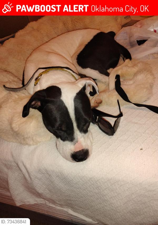 Lost Female Dog last seen Pennsylvania, Oklahoma City, OK 73134