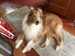 Lost Male Dog last seen Glassy Rock Ln, Glenville, NC 28736