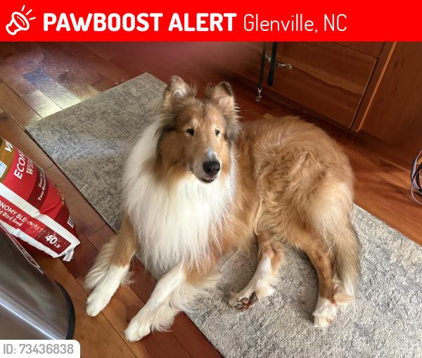 Lost Male Dog last seen Glassy Rock Ln, Glenville, NC 28736