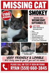 Lost Male Cat last seen Palm parkway, Chowchilla, CA 93610