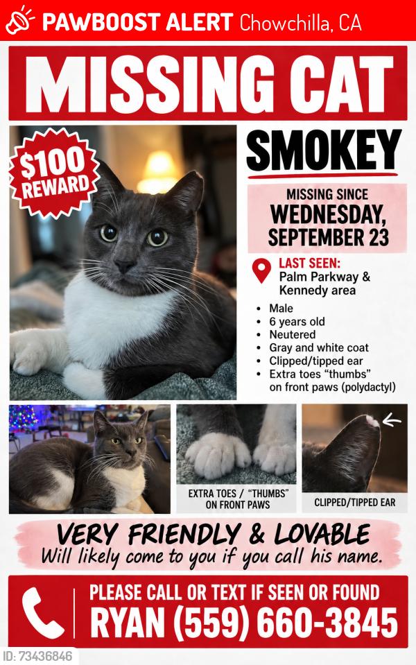 Lost Male Cat last seen Palm parkway, Chowchilla, CA 93610
