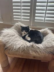 Lost Female Cat last seen Intervale and Gloucester Hill Rd, New Gloucester, ME 04260