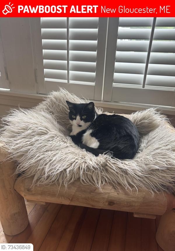 Lost Female Cat last seen Intervale and Gloucester Hill Rd, New Gloucester, ME 04260