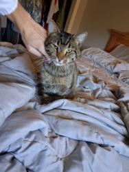 Found/Stray Male Cat last seen On the Biltmore est at Antler Hill Village, Asheville, NC 28803