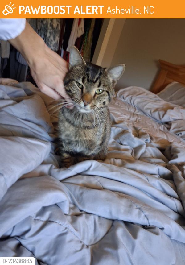 Found/Stray Male Cat last seen On the Biltmore est at Antler Hill Village, Asheville, NC 28803