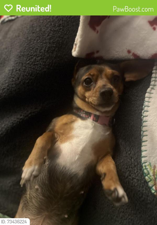 Reunited Female Dog last seen 22ND ave Stockton Blvd, Sacramento, CA 95820