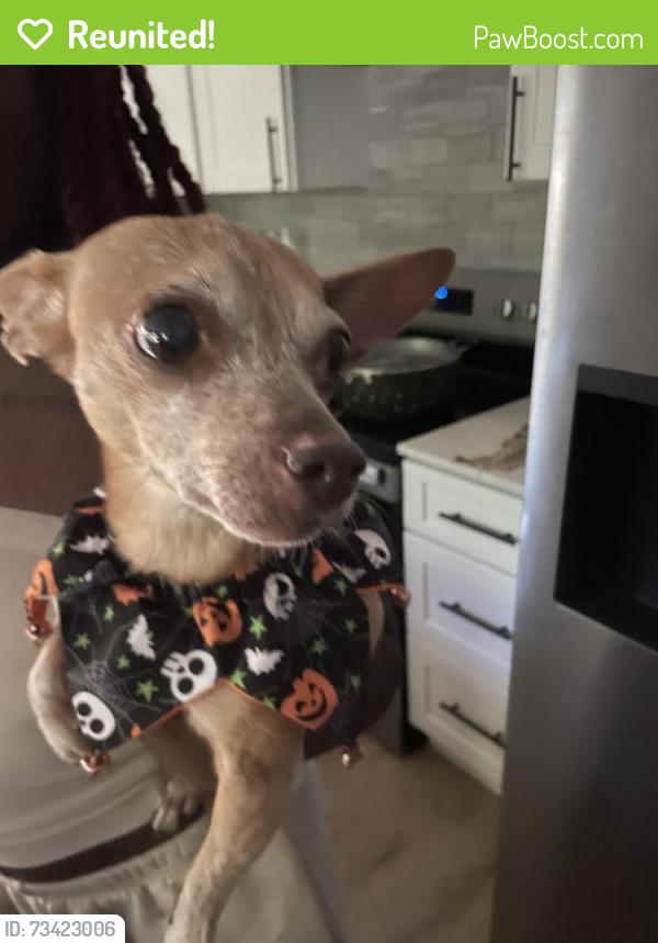 Reunited Female Dog last seen Memorial Drive, Decatur, GA 30032