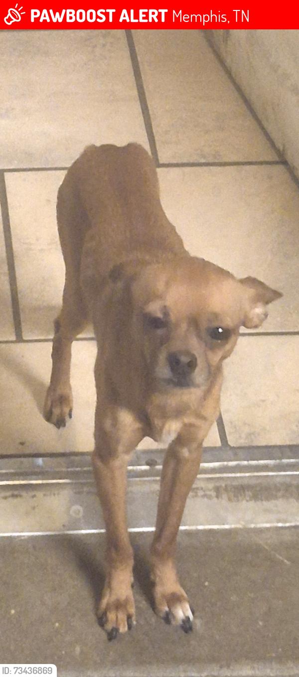 Lost Male Dog last seen Chelsea and warford, Memphis, TN 38108