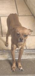 Lost Male Dog last seen Chelsea and warford, Memphis, TN 38108