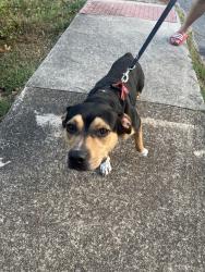 Found/Stray Male Dog last seen Near lawn st, Chattanooga, TN 37405