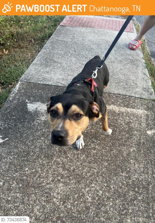 Found/Stray Male Dog last seen Near lawn st, Chattanooga, TN 37405