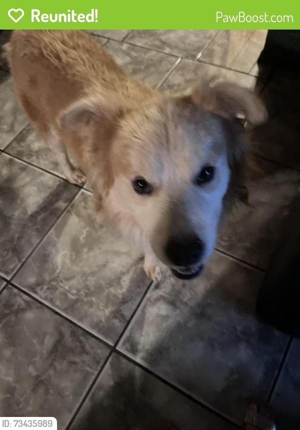 Reunited Male Dog last seen 123rd lower buckeye, Avondale, AZ 85323