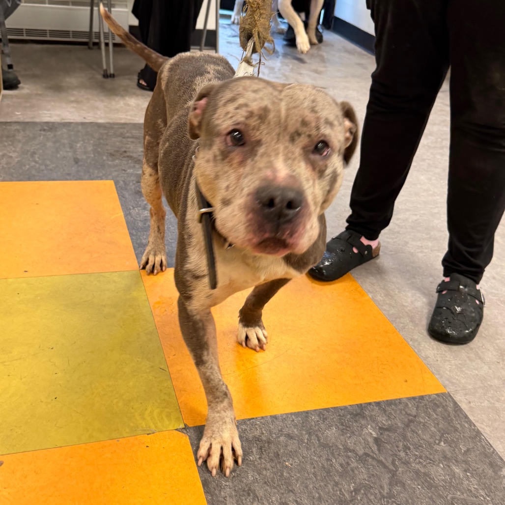 Shelter Stray Male Dog last seen , Animal Care & Control Team of Philly, 111 W Hunting Park Ave, Philadelphia, PA 19140, USA