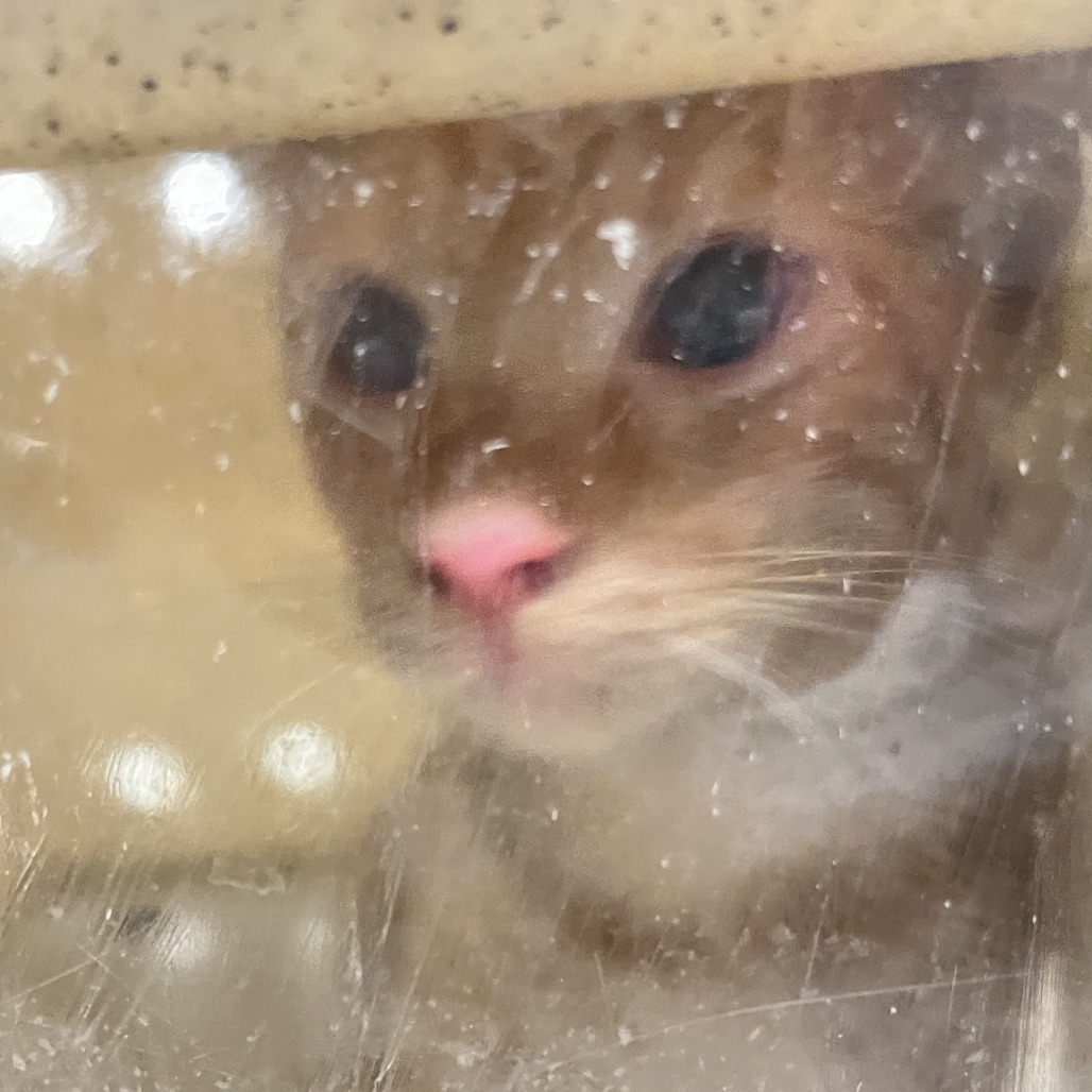 Shelter Stray Male Cat last seen , Animal Care & Control Team of Philly, 111 W Hunting Park Ave, Philadelphia, PA 19140, USA