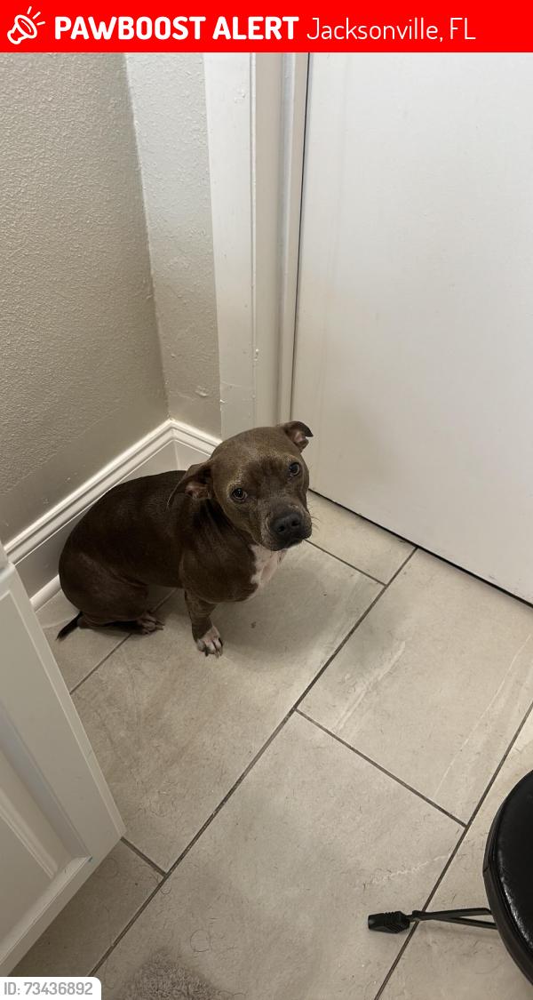 Lost Female Dog last seen Cesary, Jacksonville, FL 32211