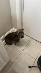 Lost Female Dog last seen Cesary, Jacksonville, FL 32211