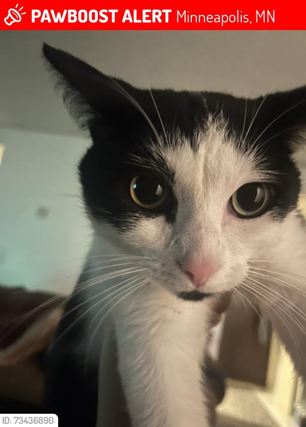 Lost Female Cat last seen Near w river road, Minneapolis, MN 55430