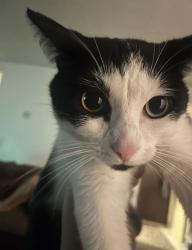 Lost Female Cat last seen Near w river road, Minneapolis, MN 55430