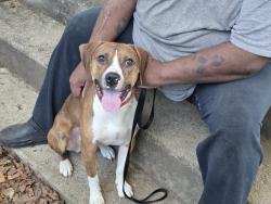 Reunited Male Dog last seen Between Safford Avenue and Springmont Ave, Columbus, OH 43223