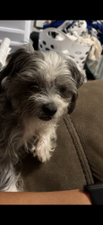 Lost Male Dog last seen Old Cartersville Rd & Braswell Rd, Rockmart, GA 30153