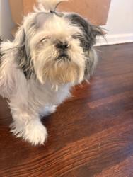 Lost Female Dog last seen Overton Park, Memphis, TN 38112