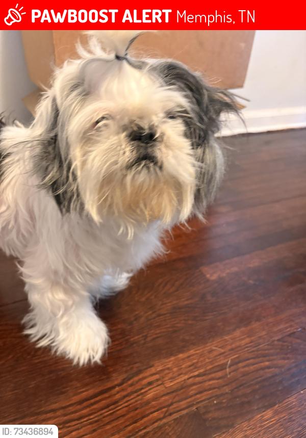 Lost Female Dog last seen Overton Park, Memphis, TN 38112