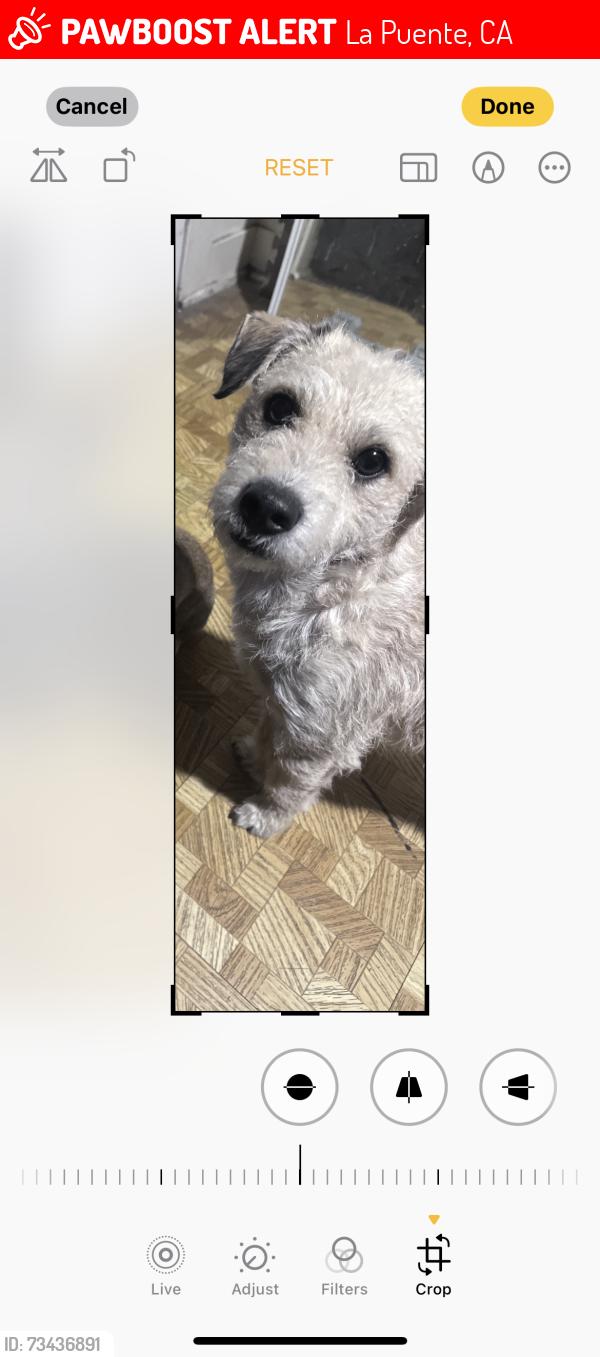 Lost Male Dog last seen Sunset temple, La Puente, CA 91746