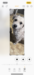 Lost Male Dog last seen Sunset temple, La Puente, CA 91746