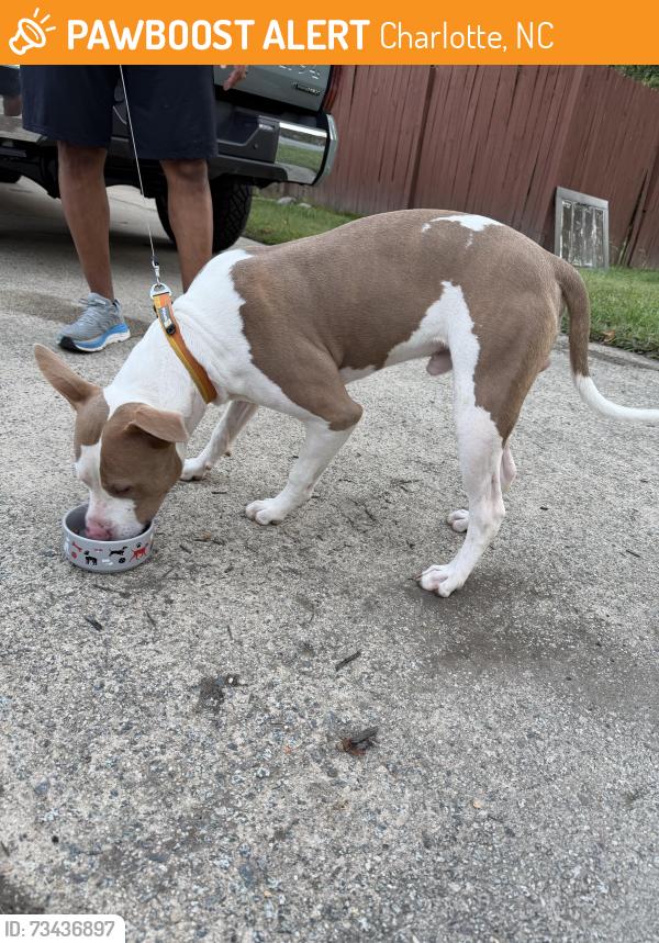 Found/Stray Male Dog last seen Near the plaza, Charlotte, NC 28215