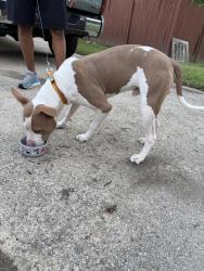 Found/Stray Male Dog last seen Near the plaza, Charlotte, NC 28215