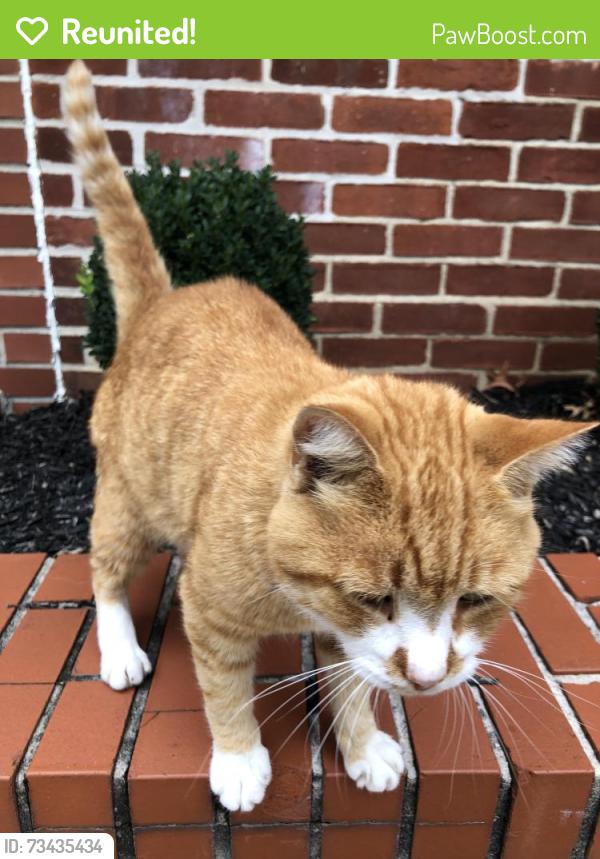 Reunited Male Cat last seen North Pine Street, Marietta, PA 17547