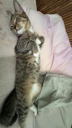 Lost Male Cat last seen fruitville & tuttle, Sarasota, FL 34237