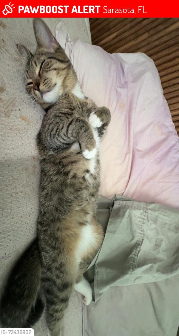 Lost Male Cat last seen fruitville & tuttle, Sarasota, FL 34237